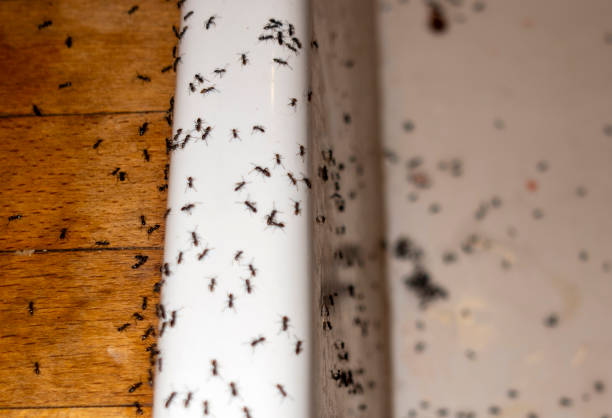 Spider Control Near Me in Marlene Village, OR
