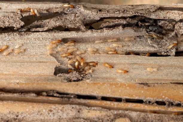 Best Affordable Pest Control Services  in Marlene Village, OR